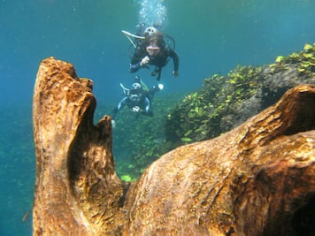 Conoce el bosque sumergido de la Media Luna