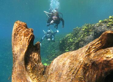 Conoce el bosque sumergido de la Media Luna