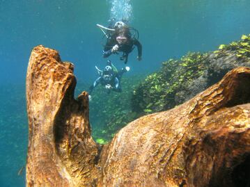 Conoce el bosque sumergido de la Media Luna