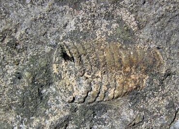 Mayor extinción masiva de especies fue provocada por calentamiento global