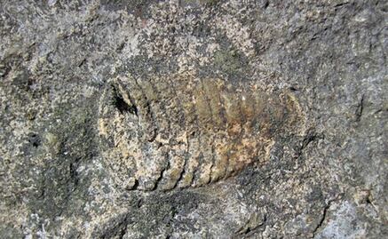 Mayor extinción masiva de especies fue provocada por calentamiento global