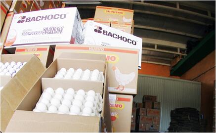 Bachoco exportará carne de cerdo a República del Congo 