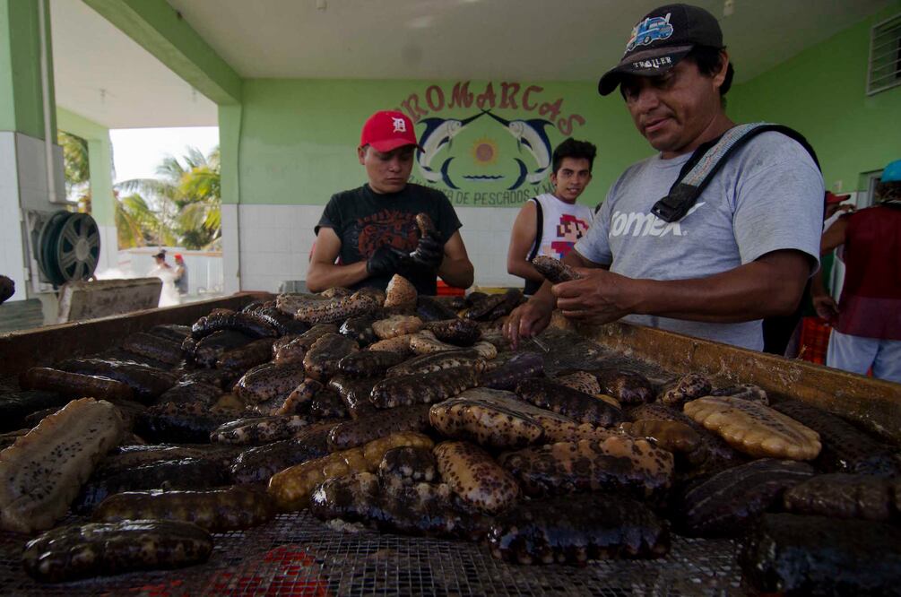 Desde este lunes entra la veda en la captura de pepino de mar en Yucatán. Fotografía: Cuauhtémoc Moreno