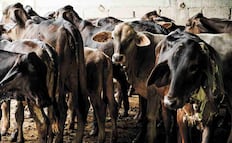 México refuerza plan de emergencia nacional por gusano barrenador; así serán las acciones contra la miasis