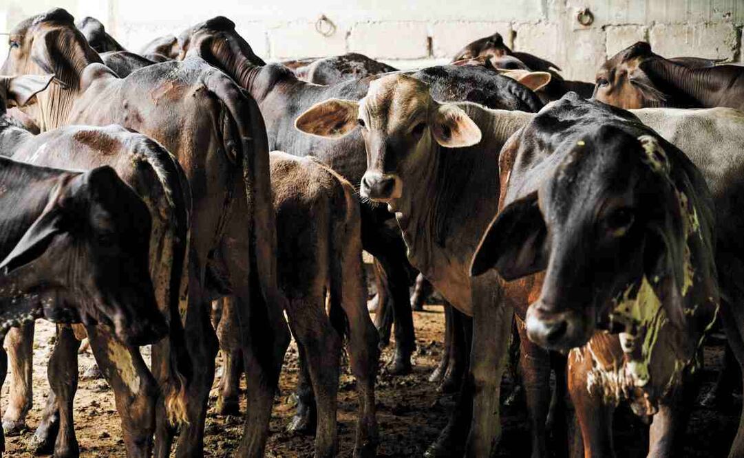 Autoridades de Nuevo León señalaron la importancia de reforzar las medidas de contención para evitar la propagación de la mosca que transmite el gusano barrenador. Foto: Isabel Mateos Hinojosa / CUARTOSCURO.COM