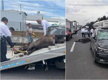 Mujer choca su auto contra caballo en la México- Querétaro