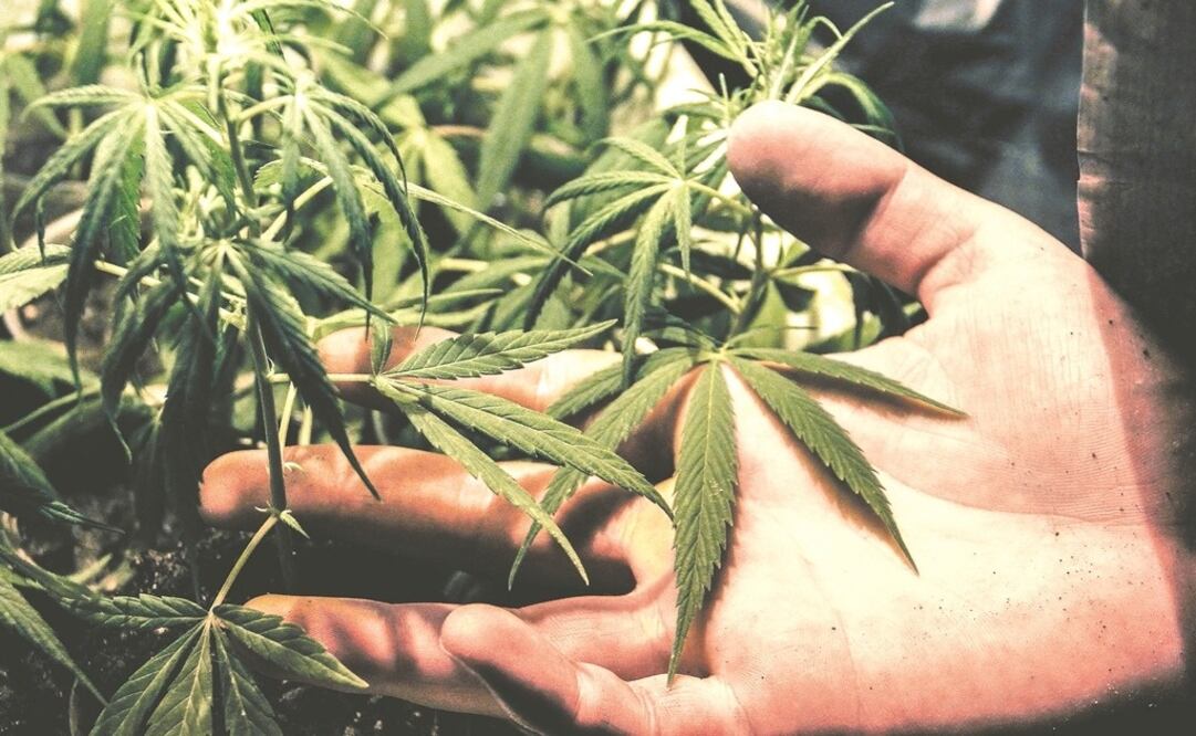 Uso lúdico de la marihuana. Foto: Archivo/EL UNIVERSAL