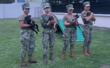 Semar entrena cachorros belga "generación FIFA"; serán clave en la seguridad del AICM durante el Mundial 2026