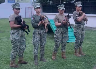 Semar entrena cachorros belga "generación FIFA"; serán clave en la seguridad del AICM durante el Mundial 2026