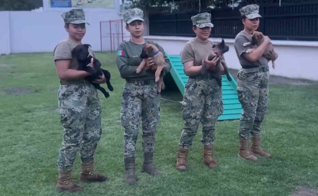 Cachorros de la Semar, generación Fifa para el Mundial 2026 / Captura de pantalla