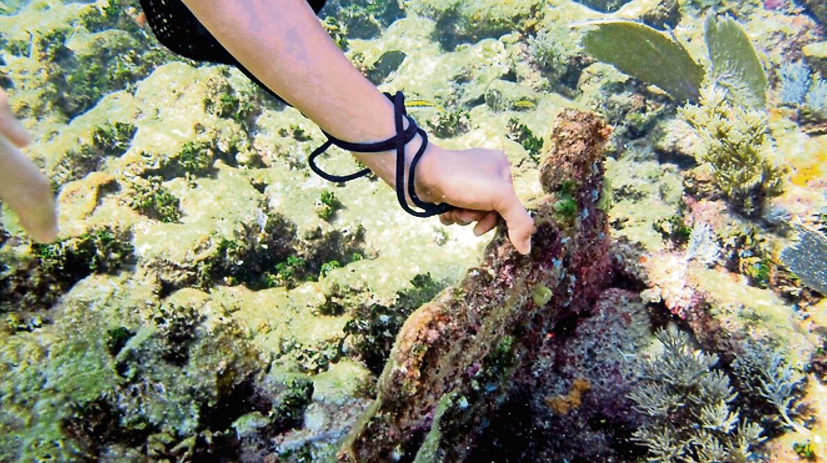 Acropora palmata muerta, colonizada por bacterias en el sistema arrecifal mesoamericano (CORTESÍA DRA. FALCÓN ÁLVAREZ)