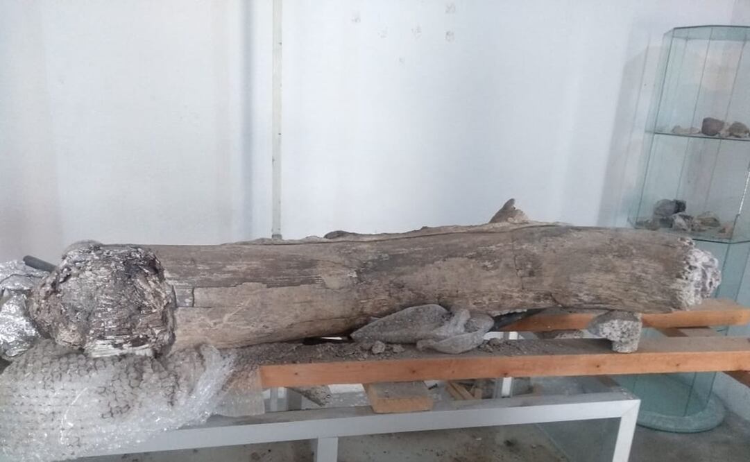 Buscan rescatar y acondicionar espacio para restos de mamuts y lobos en Puebla