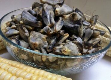 Producen cuitlacoche de manera controlada y continua