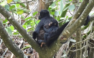 Nace tercera cría de mono araña en el Cañón del Sumidero; se confirma recuperación de la especie en la zona, tras 30 años de ausencia