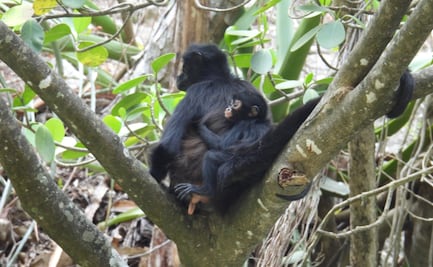Nace tercera cría de mono araña en el Cañón del Sumidero; se confirma recuperación de la especie en la zona, tras 30 años de ausencia
