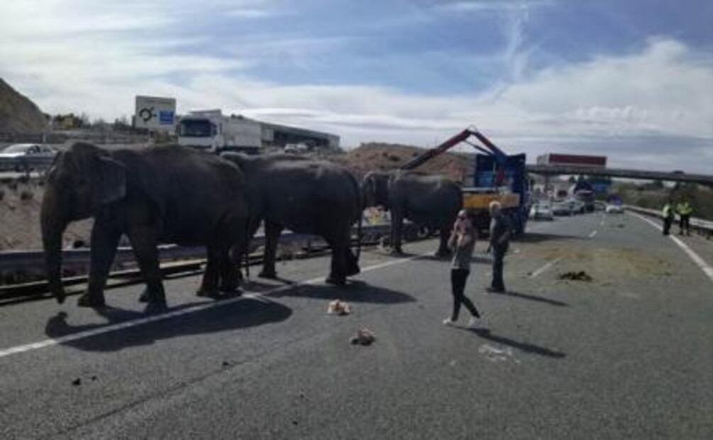 Muere un elefante en accidente de camión de circo en España