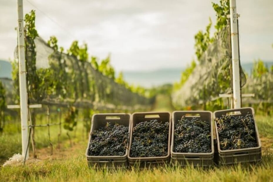 En Coahuila se estrena ruta de dinosaurios y vinos