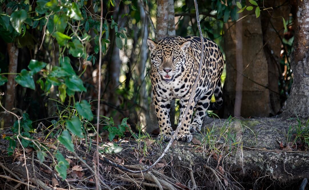 Recientemente se vio a jaguar 'paseando' en la zona hotelera de Cancún./ Fotos: iStock