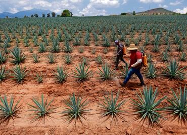 Murciélagos, beneficio para la industria del tequila: expertos