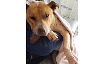 Mueren perrita y cachorro congelados en Zacatecas