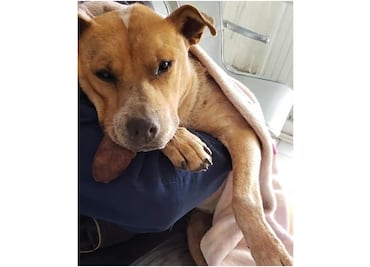 Mueren perrita y cachorro congelados en Zacatecas