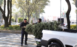 Alcaldía Benito Juárez recolecta casi 5 mil árboles de Navidad naturales; serán reincorporados a las áreas verdes