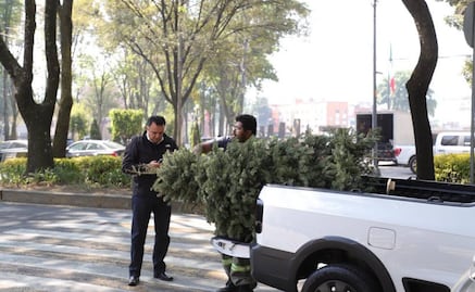 Alcaldía Benito Juárez recolecta casi 5 mil árboles de Navidad naturales; serán reincorporados a las áreas verdes