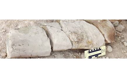 Hallan en Colombia fósil de reptil marino "único en el mundo"