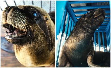 Trasladan del parque Atlantis a Nayarit a tres lobos marinos