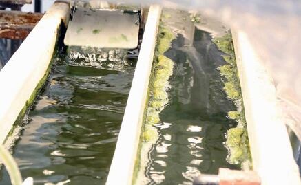 UNAM busca domesticar microalgas