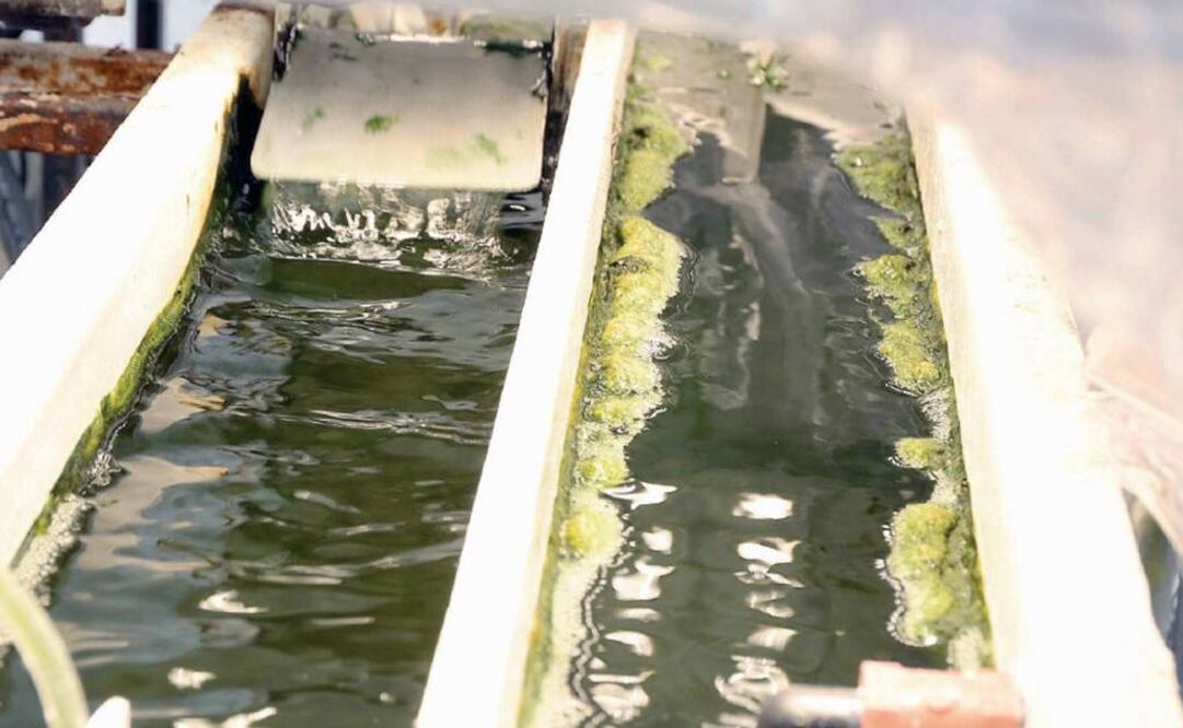 El fototrófico es el cultivo de algas más conocido, el cual se puede realizar en fotobiorreactores, unos estanques tipo pistas de carrera que tienen una profundidad de 15 y 20 centímetros. (FOTO: Archivo EL UNIVERSAL)