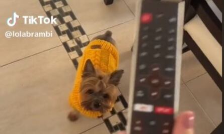 La particular reacción de un perrito al mirar la película ‘Paw Patrol’