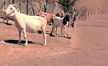 La irrupción del gusano barrenador en el Edomex