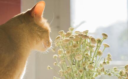¿Qué flores son tóxicas para tu gato?; conoce las consecuencias 