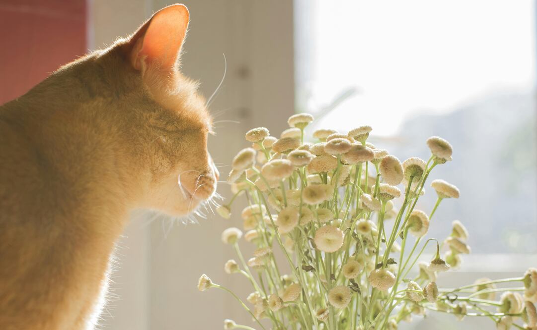 Estas flores podrían poner en riesgo la salud de tu gato. Foto: Canva