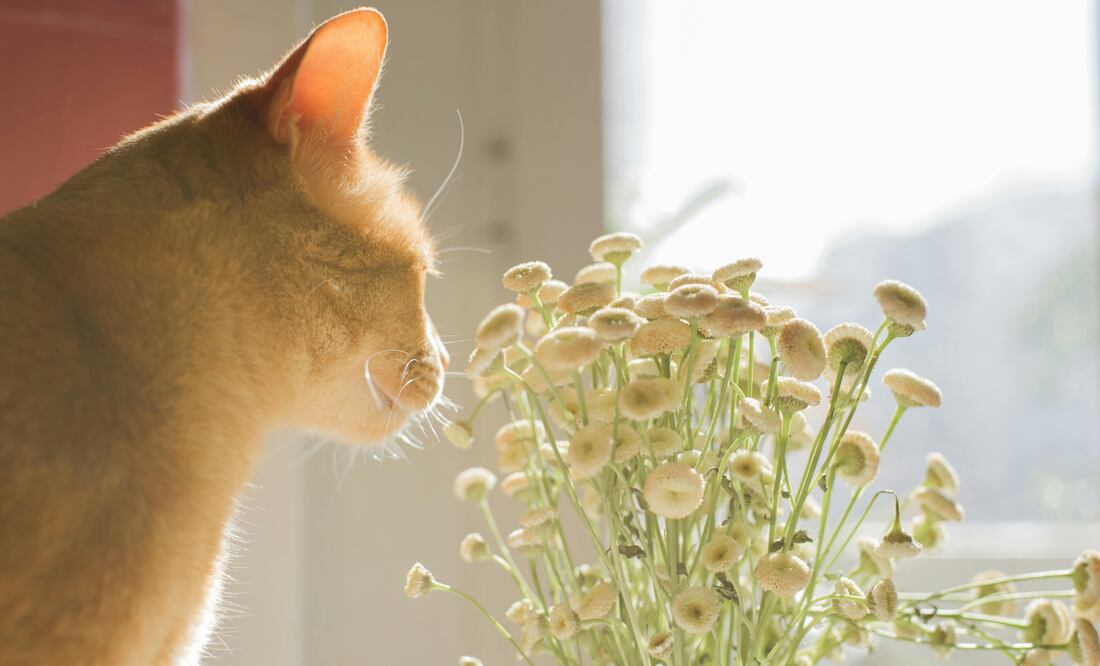 Estas flores podrían poner en riesgo la salud de tu gato. Foto: Canva