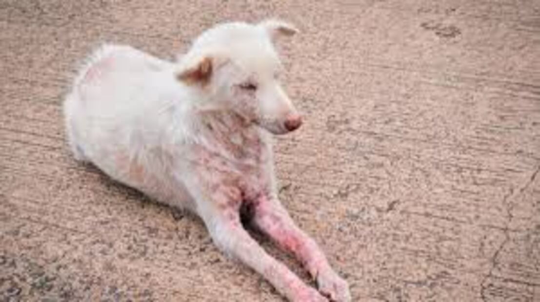 La sarna requiere medicamentos antiparasitarios. Fuente: Freepik.