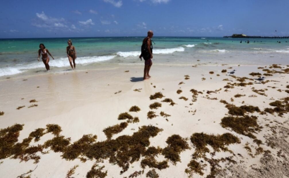 Comienza arribo masivo de sargazo en el Caribe mexicano; prevén que volumen sea mayor a 2018