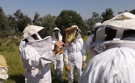 Apicultores perderían más de 360 mil colmenas en Yucatán