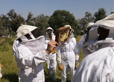 Apicultores perderían más de 360 mil colmenas en Yucatán