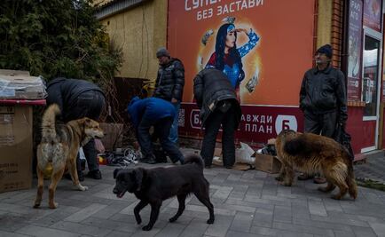 Hombre viaja 5 mil kilómetros para salvar a una treintena de perros de Ucrania