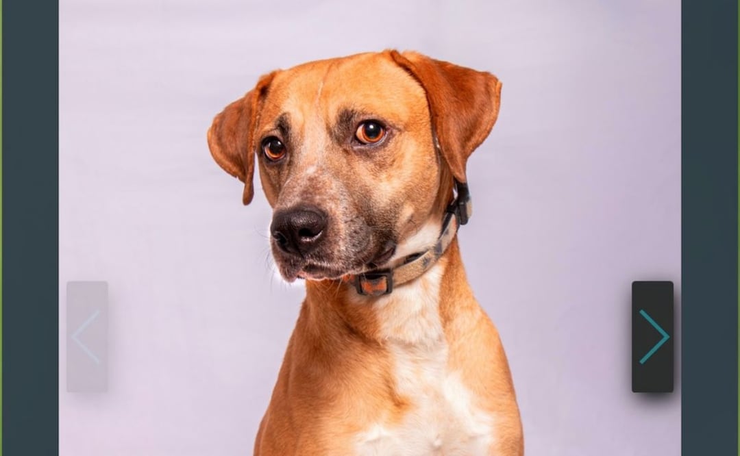 ¿Cómo adoptar perros en CDMX que sufrieron maltrato animal? Foto: Especial