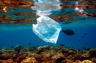 Especies marinas podrían migrar al fondo para sobrevivir al aumento de temperatura