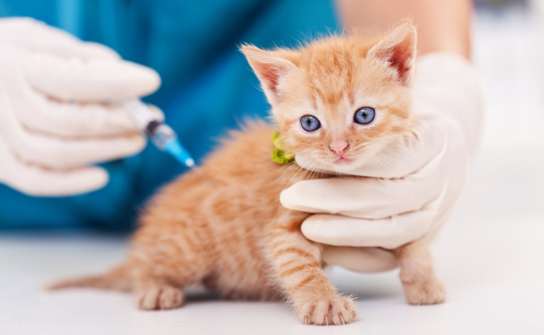 Conoce estas medidas importantes para prevenir la panleucopenia felina en tus gatos. Foto: Universo de la Salud Animal