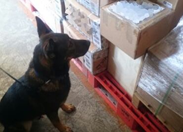 Perro policía detecta droga oculta en productos de belleza en Jalisco