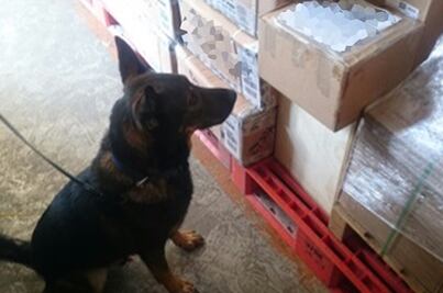 Perro policía detecta droga oculta en productos de belleza en Jalisco