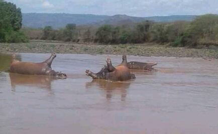 Hallan a 28 hipopótamos muertos en parque nacional de Etiopía