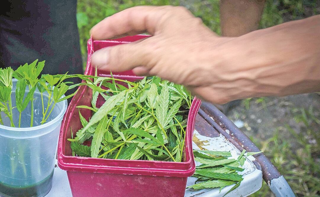 Colombia alista decreto para cultivar y vender marihuana