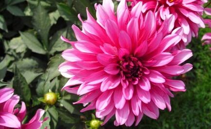 La dalia, planta mexicana en el olvido