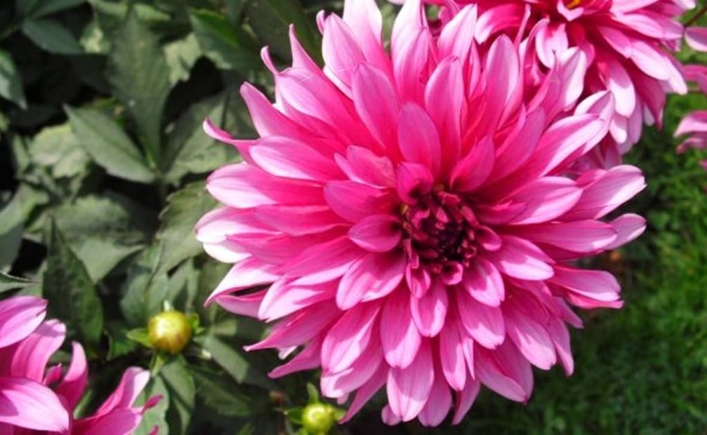 El cultivo de la dalia en nuestro país se remonta a la época de esplendor del Imperio Azteca. Foto: Archivo